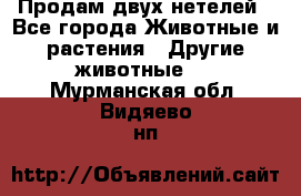 Продам двух нетелей - Все города Животные и растения » Другие животные   . Мурманская обл.,Видяево нп